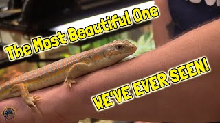 The Most Beautiful Schneiders Skink Weve Ever Seen  And More Awesome New Animals amp Fish [upl. by Solraced109]