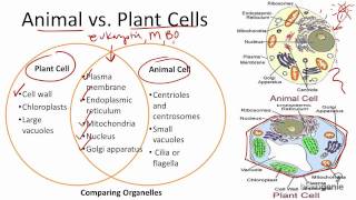 217 Animal vs Plant Cells [upl. by Aneev]