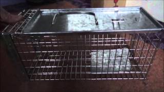 Big cheese Rat cage trap [upl. by Eisso]