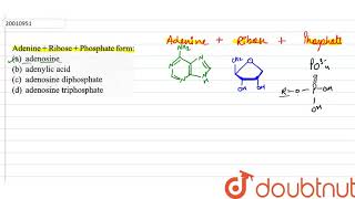 Adenine  Ribose  Phosphate form [upl. by Naara]