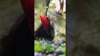 Can Red Cherry Shrimp Be Kept Alone In A Community Tank 🤔 🦐 shorts [upl. by Marley]