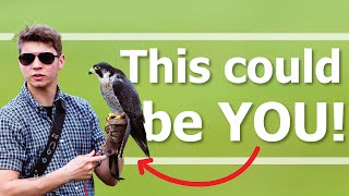 How to become a FALCONER  UK Tips [upl. by Illak]