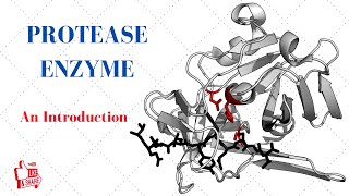 PROTEASE ENZYME An Introduction [upl. by Adnalay]