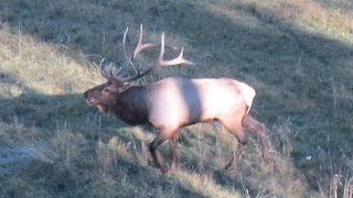 Call Elk Without a Bugle Part 1 of 2 Treestand [upl. by Greenwood]