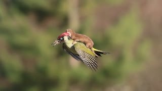 ЛАСКА ЛЕТИТ ВЕРХОМ НА ДЯТЛЕ Woodpecker and Weasel [upl. by Ennoitna801]