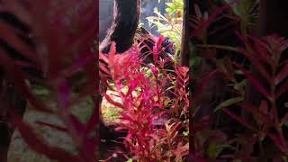 ROTALA BLOOD RED 🩸 bettatank nanotanks plantedtank [upl. by Petula]