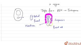 Assertion  During embryo development in dicots suspensor serves as the main nutritive tissue [upl. by Nylidam]