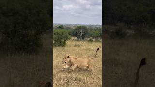 Heavily pregnant Ntsevu lioness chases the Island female leopard lion safarilife leopard [upl. by Doner]