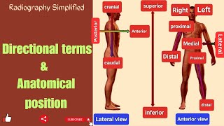 Anatomical Position amp Directional Terms Anatomy amp Physiology  Radiographic Positioning Terminology [upl. by Eidoj]