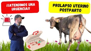 ✅REPARACIÓN de prolapso uterino en vaca 🐮👨🏻‍⚕️❤️‍🩹🐮✔️ [upl. by Aniuqal]