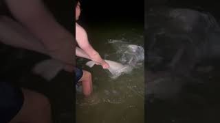 Big Sand Tiger Shark Caught From The Beach sharkfishing sharklife sharkfinshears giantfish [upl. by Odlamur752]