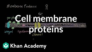 Cell membrane proteins  Cells  MCAT  Khan Academy [upl. by Issim869]