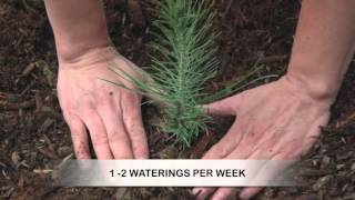 How to Grow Pine Trees from Seed [upl. by Draner]