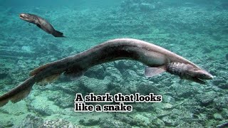 Frilled Shark 🦈 [upl. by Morel364]