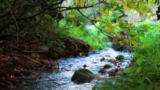 ASMR Nature Sounds  pleasant sound of a stream amp beautiful birdsong  sleeprelaxmeditation [upl. by Peers]