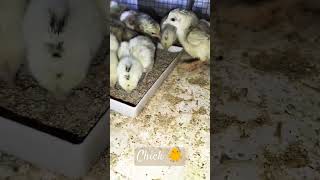 Hen baby chicks [upl. by Akinahc]