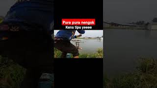 pura2 nengok agar makan 😂😂😂 blesengmania fishing mancing [upl. by Nnaael835]