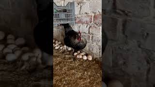 Egg Farming 100k viralvideo shorts [upl. by Ayifas113]