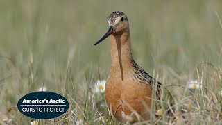 The Amazing Journey of the Bartailed Godwit to Americas Arctic [upl. by Hahsi]