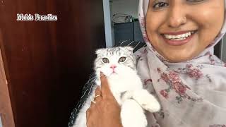 ലക്ഷങ്ങൾ വിലയുള്ള പൂച്ചയെ വാങ്ങി  Malayalam  Cat  Scottish cat [upl. by Lukash]