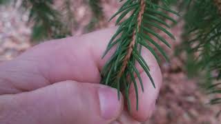 How to Identify Spruce Trees [upl. by Anirhtak]