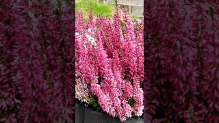 Calluna vulgaris 💗💚Ericaceaenaturebeautygardenflowernatureslover 💚💚💚 [upl. by Ykcaj971]