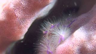 Pink Squat Lobster [upl. by Atnoled]