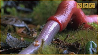 Monster leech swallows giant worm  Wonders of the Monsoon Episode 4  BBC Two [upl. by Claudetta]