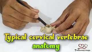 Typical cervical vertebrae anatomy  Cervical vertebrae demonstration [upl. by Lurie801]