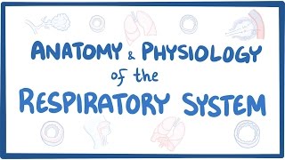 Anatomy and physiology of the respiratory system [upl. by Neelav]