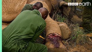 Saving an Elephant from a Deadly Snare  BBC Earth [upl. by Yatnuahc]