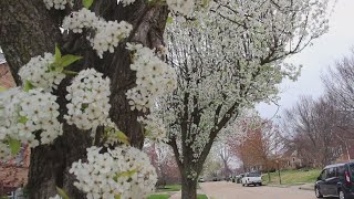 Cut down a Callery pear tree get a noninvasive replacement for free [upl. by Atsira701]