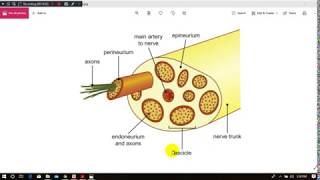 Degeneration amp Regeneration of nerve fibers [upl. by Asteria797]