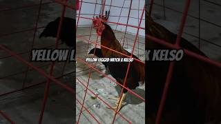 Yellow Legged Hatch x Kelso farm farming bukid chicken [upl. by Naujal593]