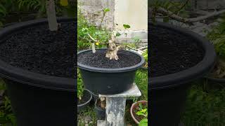 Semi Ground Bonsai Waru Taiwan [upl. by Schluter636]