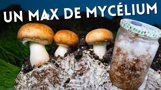 Culture de mycélium pour une production massive de champignon [upl. by Notgnirrab]