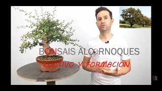 💯¿Cómo CULTIVAR ALCORNOQUE  QUERCUS SUBER en BONSÁI ❓❓❓Claves🔑🗝️ de cultivo y formación💯 [upl. by Odnumde590]