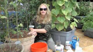 How to Grow Container Cucumbers by Nurse Amy [upl. by Arej50]