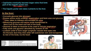 Grade 11 Life Sciences Human Nutrition Part 2 [upl. by Asila]