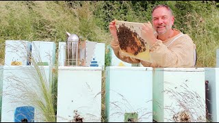 Création dessaims artificiels  une méthode efficace secrets dagrandissement  Apiculture S03E09 [upl. by Ladin]