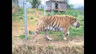 Carolina Tiger Rescue Visit pt 1 [upl. by Eniamraj]