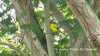 Male Golden Oriole  Voice [upl. by Dlopoel328]