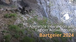 Allererste Interaktion am Tag der Auswilderung  LBV Bartgeier 2024 [upl. by Tyne]