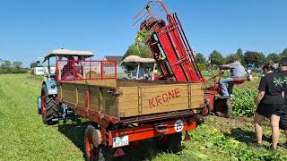 Trecker Treffen Hamm Norddinker 2024 Rüben Rübenroden Eicher [upl. by Pournaras]