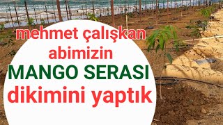 mehmet çalışkanın mango serası serada mango yetiştiriciliği yerlimango Dündar Yıldız [upl. by Asseniv551]