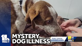 Mysterious dog illness reported in several states [upl. by Nnylyahs283]