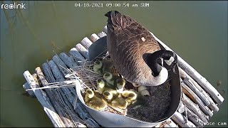 Baby geese hatching DIY nest box [upl. by Coshow]