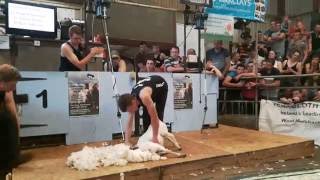 Gwion Evans shearing in the Junior Final of The Welsh International Speed Shear in 2016 [upl. by Millford]