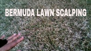 BERMUDA LAWN SCALPING and fertilization [upl. by Nosretep686]