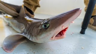 Catch amp Cook Dogfish Shark on the Grill  Field Trips Delaware  Field Trips with Robert Field [upl. by Ailicec398]